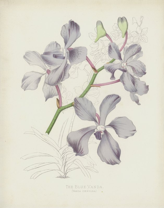 La Vanda Bleue, Vanda Coerulea - English School