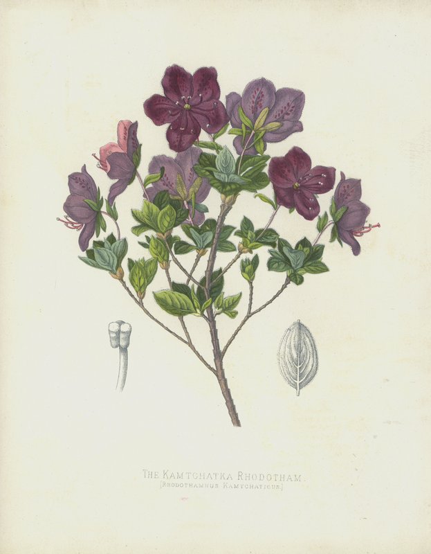 Le Rhodotham de Kamtchatka, Rhodothamnus Kamtchaticus - English School