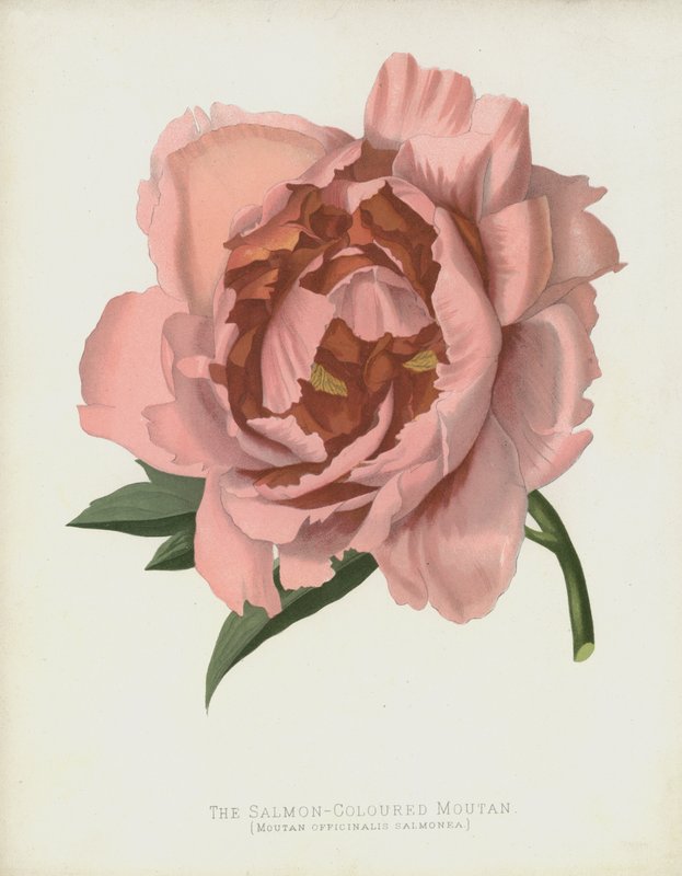 Le Moutan Saumoné, Moutan Officinalis; Salmonea - English School
