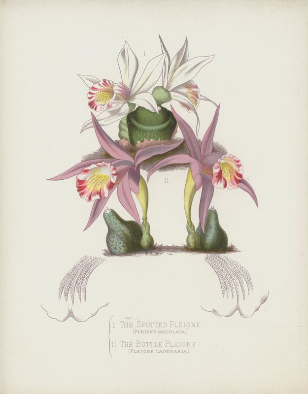 La Pleione Tachetée, Pleione Maculata; La Pleione en Bouteille, Pleione Lagenaria - English School