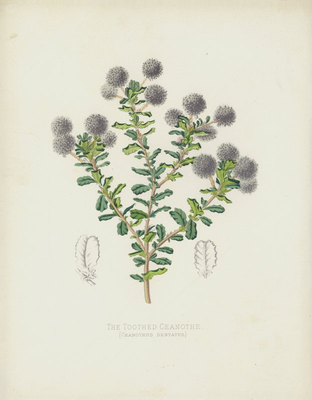 Le Céanothe Denté, Ceanothus Dentatus - English School