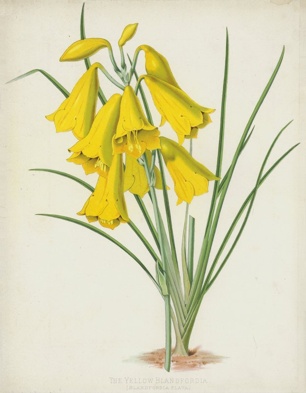 La Blandfordia Jaune, Blandfordia Flava - English School