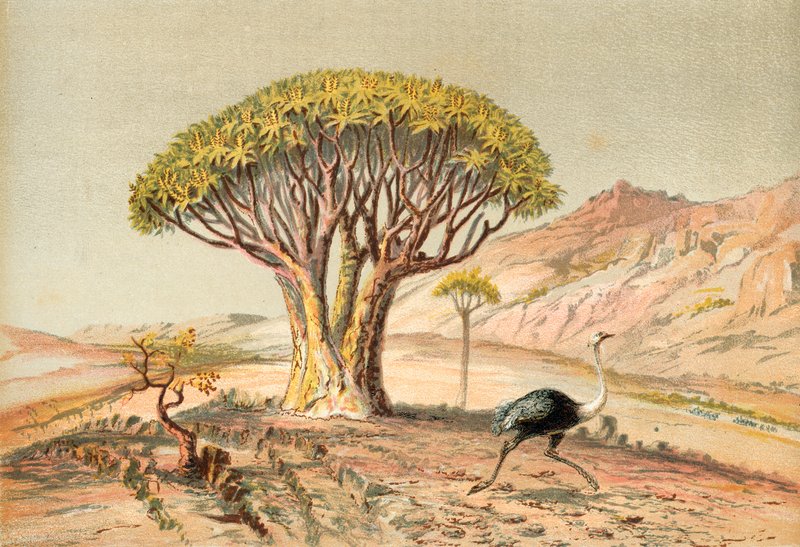 Les grands arbres : aloès du Damaraland, Sud-Ouest africain - English School