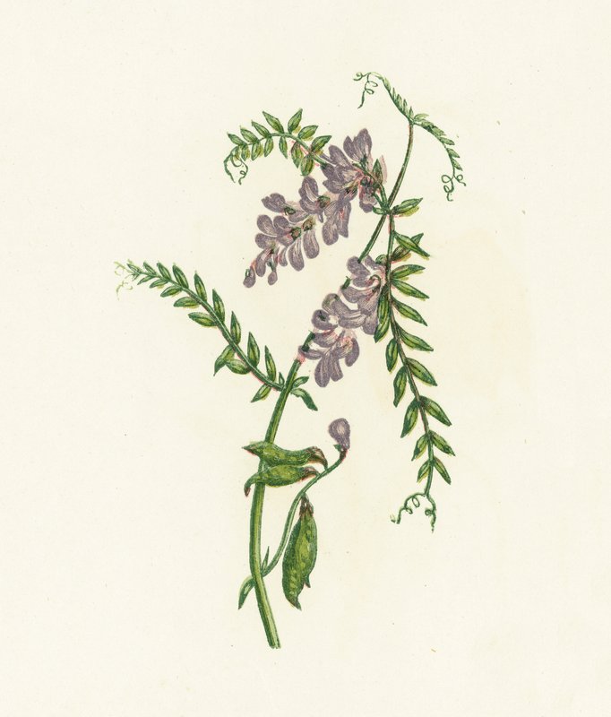Vesce cracca, Vicia Cracca - English School
