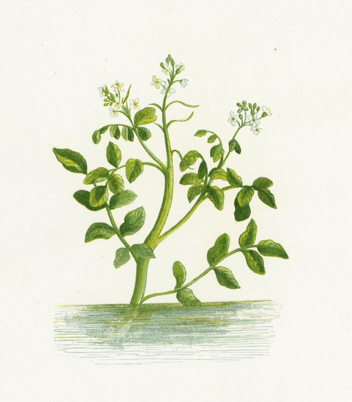Cresson de fontaine, Nasturtium Officinale - English School