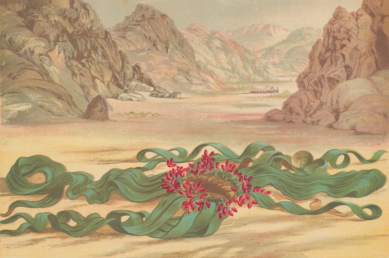 Welwitschia mirabilis, plante du Sud-Ouest africain - English School
