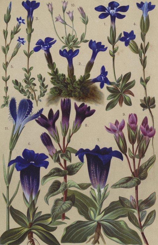 Flore alpine - European School