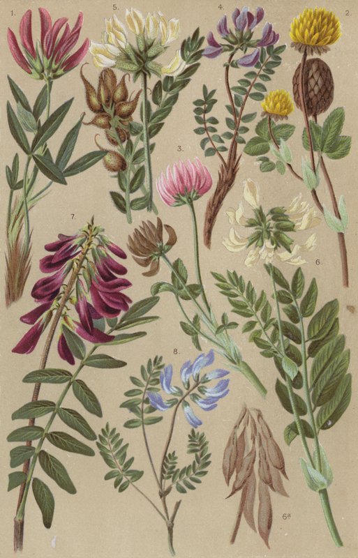 Flore alpine - European School