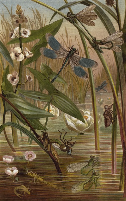 Demoiselle pondant des œufs - European School