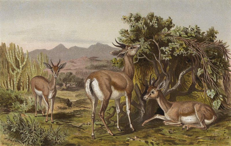 Gazelle - European School
