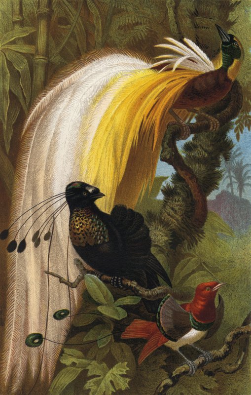 Oiseau de paradis - European School
