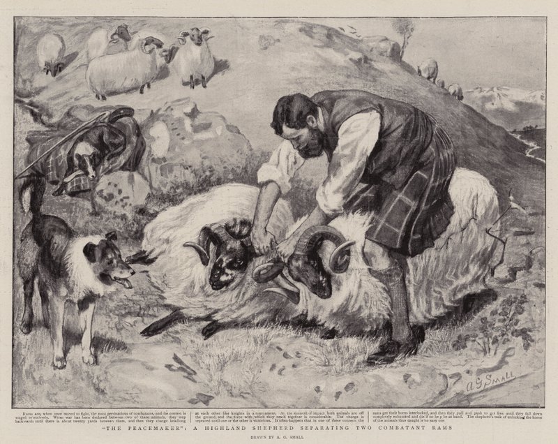 Le Pacificateur, un berger des Highlands séparant deux béliers combattants - A. G. Small