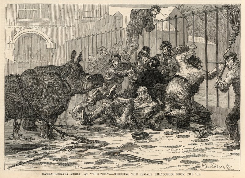 Sauvetage de la femelle rhinocéros de la glace - Abbé Prévost