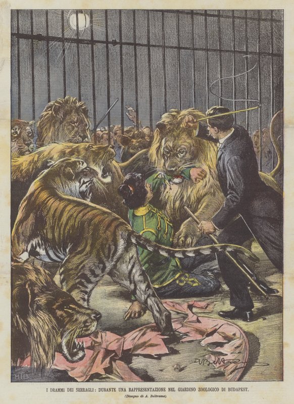 Les drames des ménageries, pendant une représentation au jardin zoologique de Budapest - Achille Beltrame