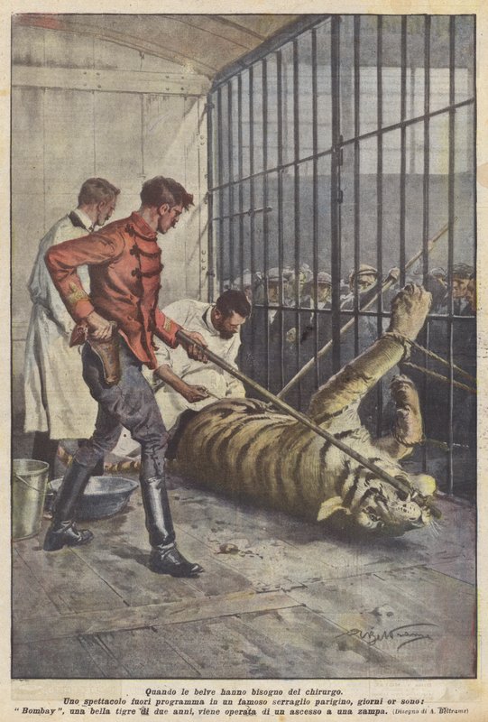 Quand les bêtes ont besoin du chirurgien - Achille Beltrame