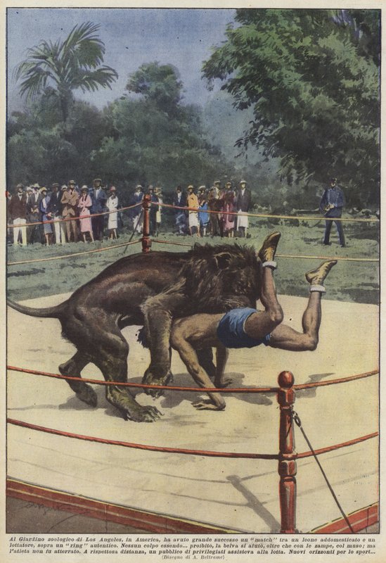 Au jardin zoologique de Los Angeles, en Amérique, un match entre un lion a eu un grand succès - Achille Beltrame