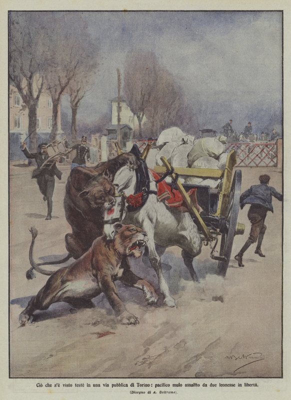 Ce qui a été vu récemment dans une rue publique de Turin, un mulet pacifique attaqué par deux lionnes en liberté - Achille Beltrame