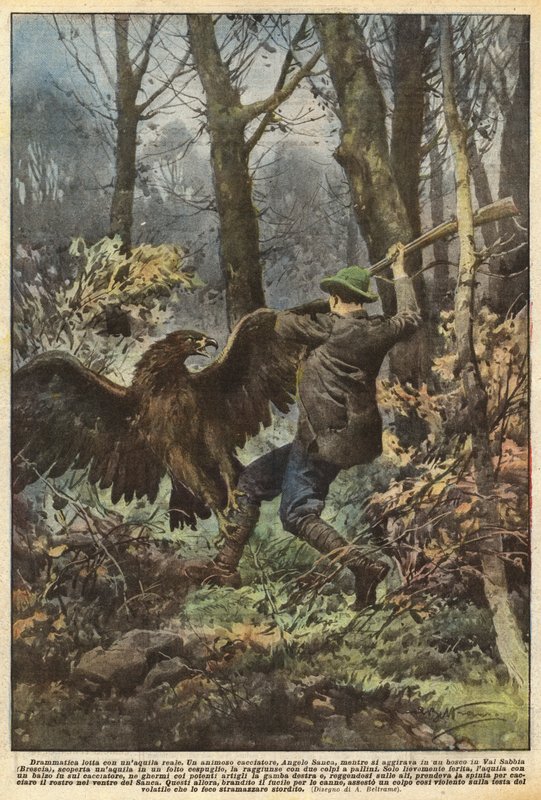 Lutte dramatique avec un aigle royal - Achille Beltrame