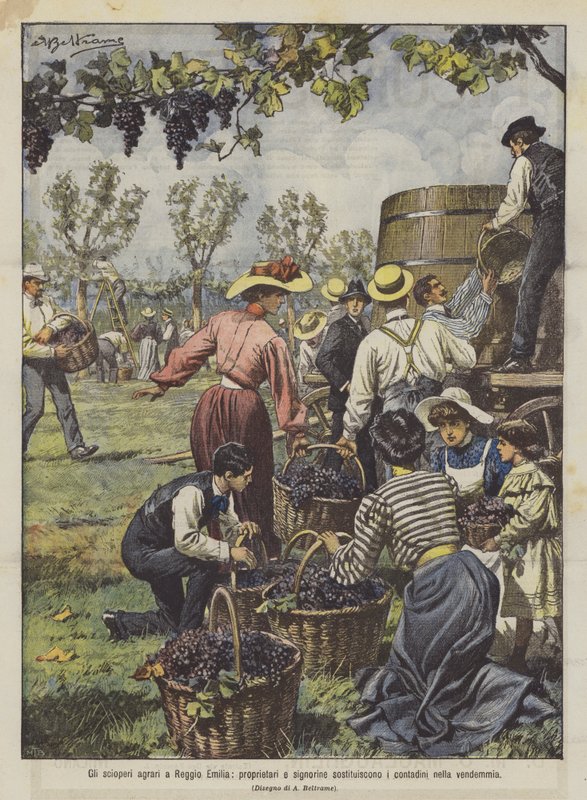 Les grèves agricoles à Reggio Emilia, propriétaires et jeunes filles remplacent les paysans pour les vendanges - Achille Beltrame