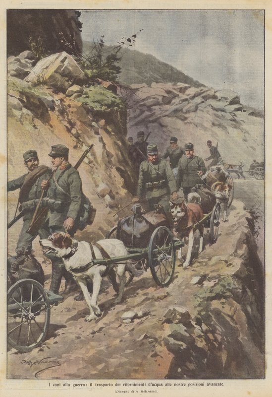 Les chiens à la guerre, le transport des approvisionnements en eau à nos positions avancées - Achille Beltrame