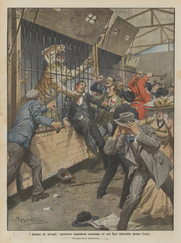 Les drames des ménageries, spectateur imprudent mordu par un tigre enragé près de Zurich - Achille Beltrame
