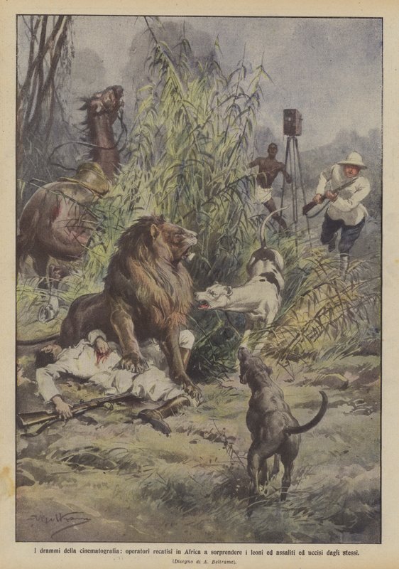 Les drames de la cinématographie, opérateurs en Afrique pour filmer des lions et attaqués - Achille Beltrame