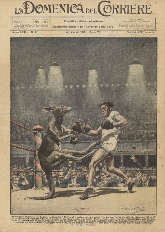 Le kangourou boxeur - Achille Beltrame