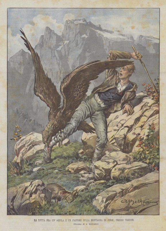 La lutte entre un aigle et un berger sur la montagne de Zerie, près de Trieste - Achille Beltrame