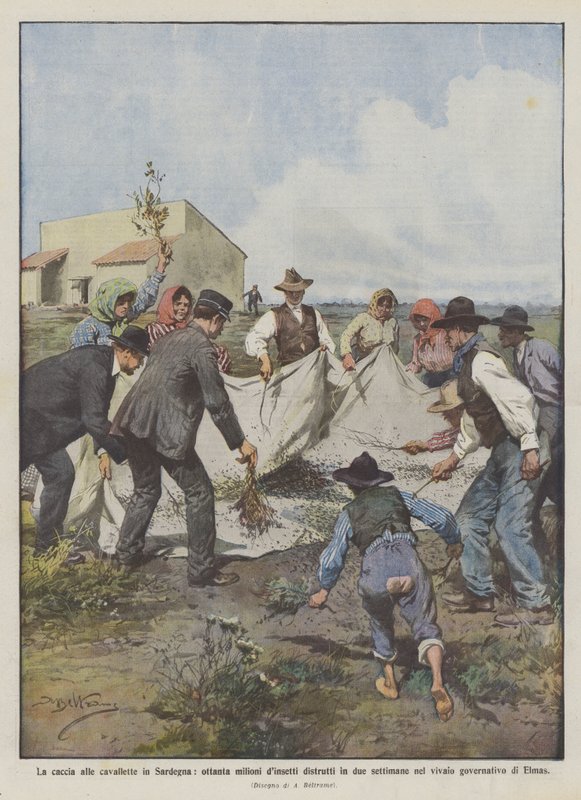 La chasse aux sauterelles en Sardaigne, quatre-vingts millions d