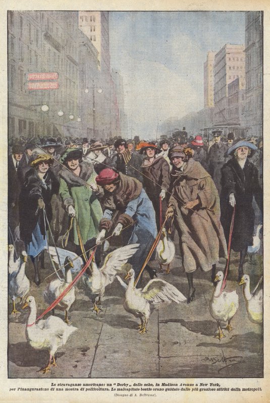 Les extravagances américaines, un Derby des oies, sur Madison Avenue à New York, pour l