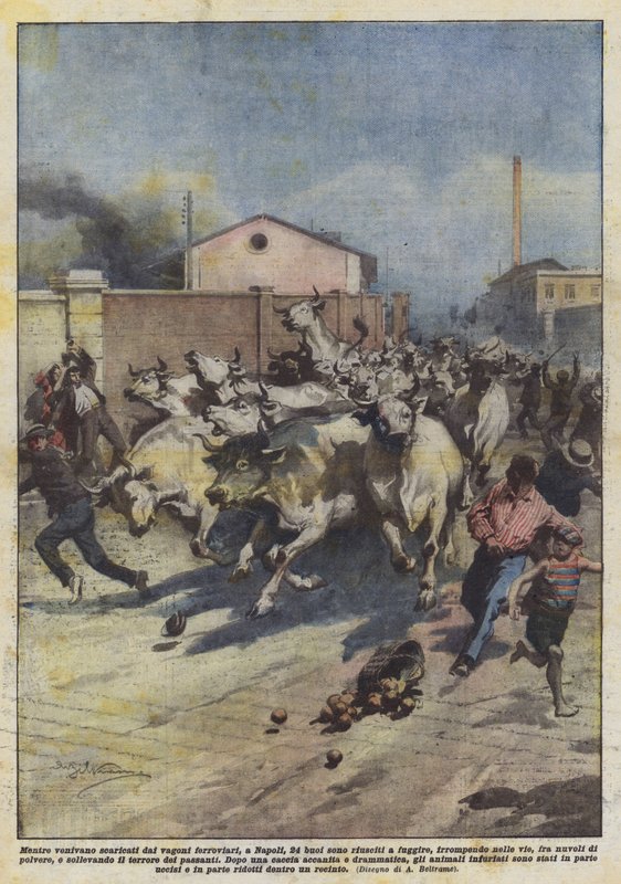 Évasion de 24 bœufs à Naples - Achille Beltrame