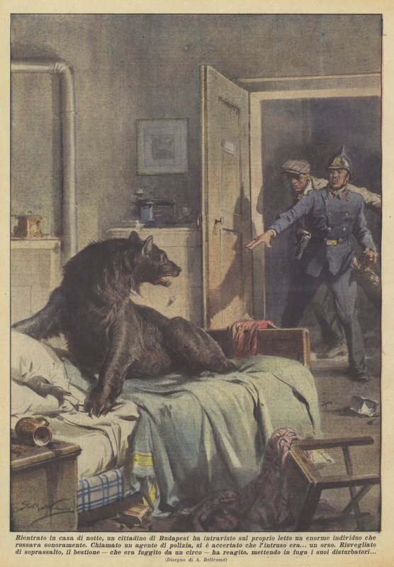 Rentré chez lui la nuit, un citoyen de Budapest a aperçu sur son lit un énorme - Achille Beltrame