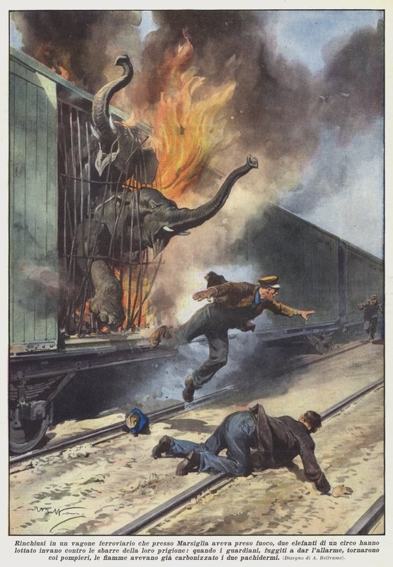 Enfermés dans un wagon de train qui a pris feu près de Marseille, deux éléphants - Achille Beltrame