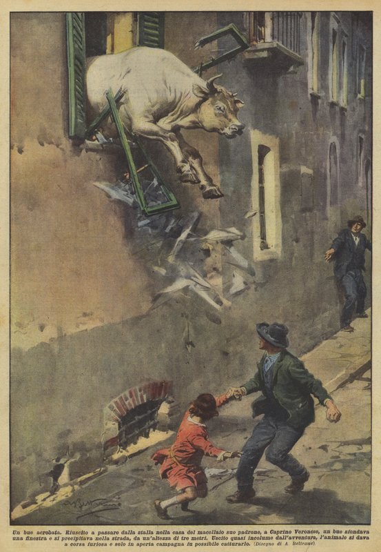 Un bœuf acrobate - Achille Beltrame
