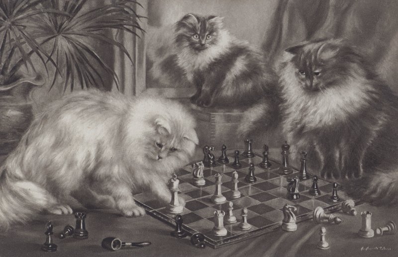 Groupe de chats jouant avec des pièces d
