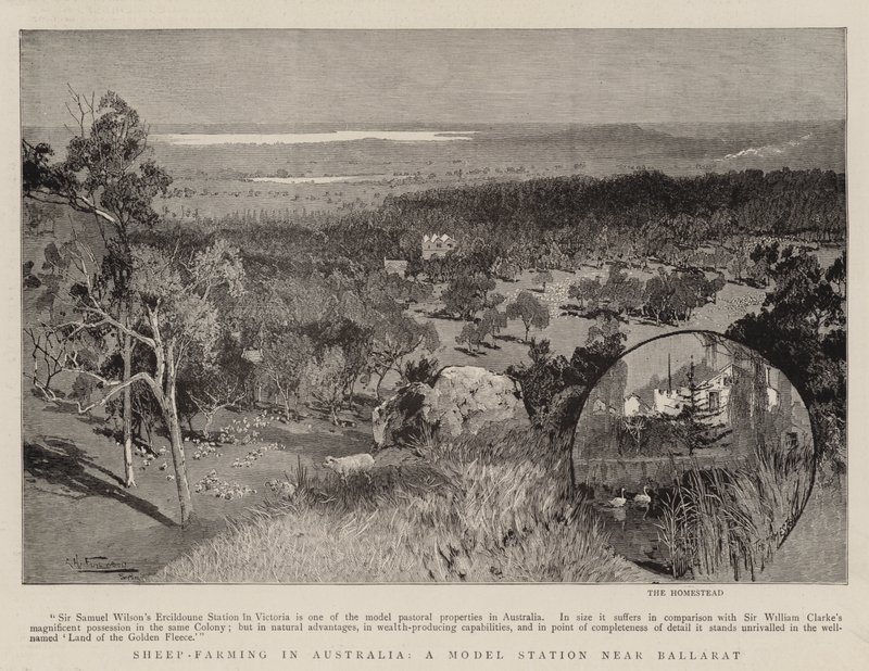 Élevage de moutons en Australie, une station modèle près de Ballarat - Albert Henry Fullwood
