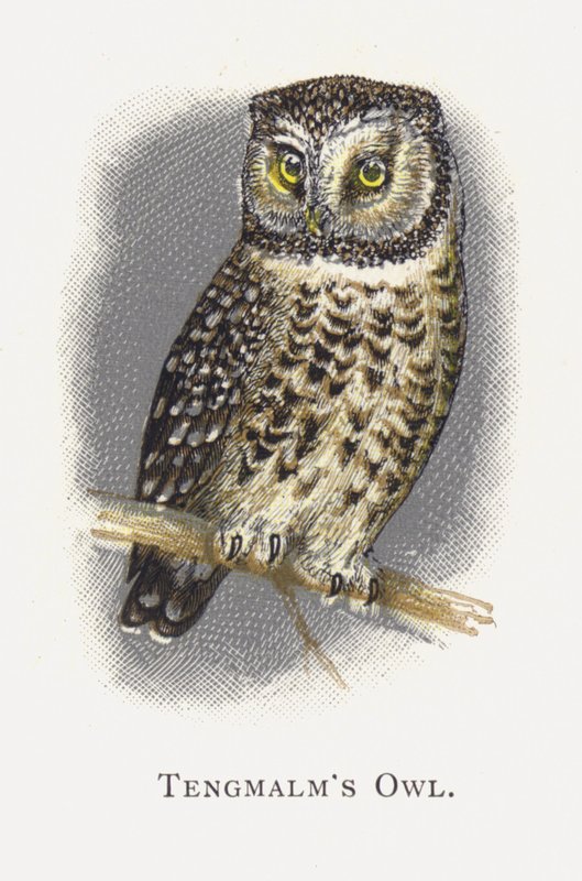 La Chouette de Tengmalm - Alexander Francis Lydon