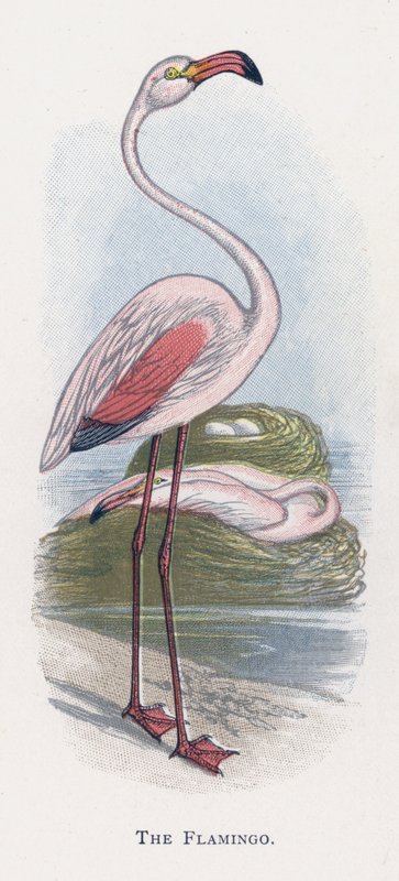 Le Flamant rose - Alexander Francis Lydon