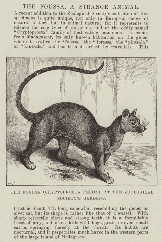 Le Foussa (Cryptoprocta Ferox), aux jardins de la Société zoologique - Alexander Francis Lydon