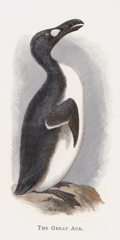 Le Grand Pingouin - Alexander Francis Lydon