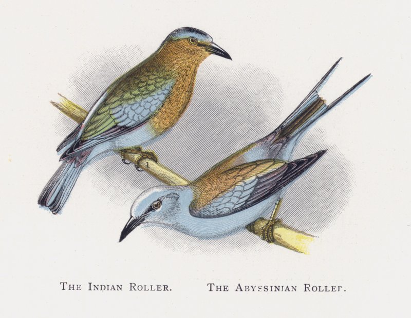 Le Rollier indien, Le Rollier d
