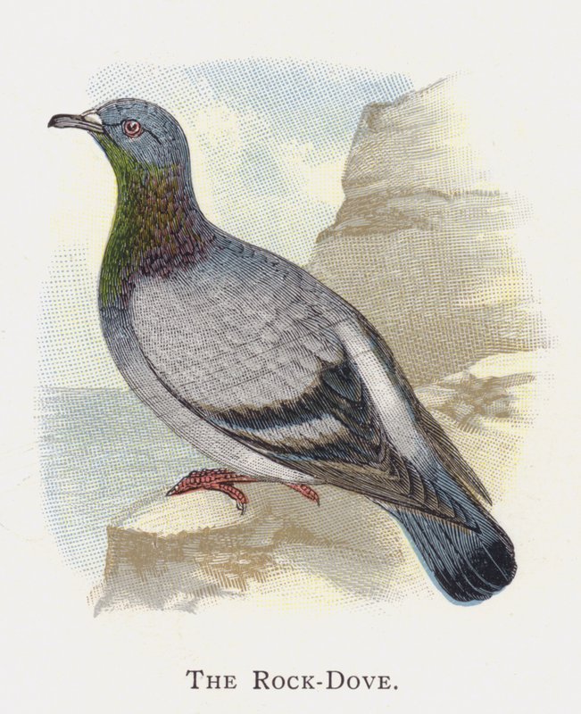 Le Pigeon Biset - Alexander Francis Lydon