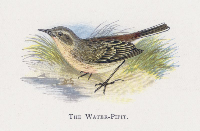 Le Pipit spioncelle - Alexander Francis Lydon