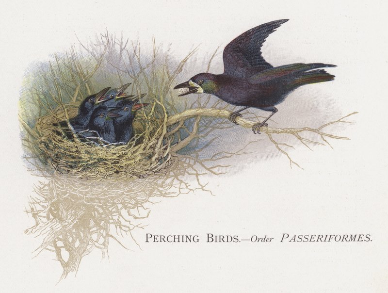 Oiseaux perchés, Ordre Passériformes - Alexander Francis Lydon