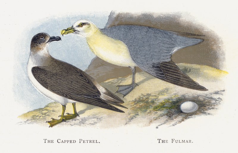Le Pétrel Capuchon, Le Fulmar - Alexander Francis Lydon