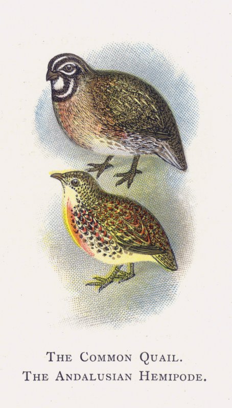 La Caille des Blés, L