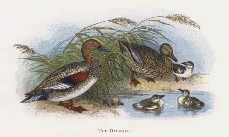 Le Canard chipeau - Alexander Francis Lydon