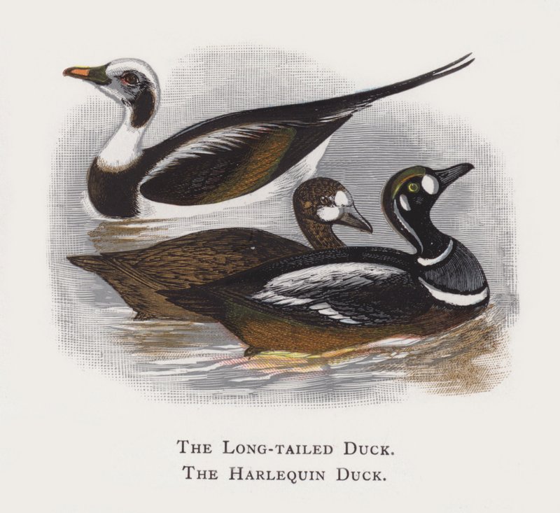 Le Canard à longue queue, Le Canard arlequin - Alexander Francis Lydon
