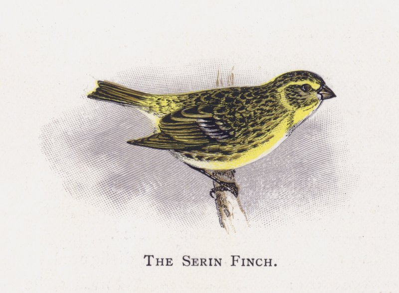 Le Serin cini - Alexander Francis Lydon