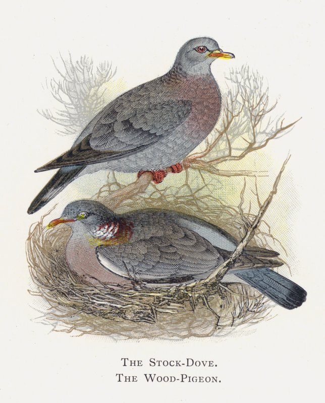 Le Pigeon Ramier, Le Pigeon Colombin - Alexander Francis Lydon